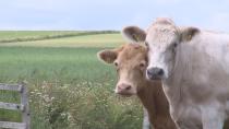 Why an Island company is offering a new incentive for better beef