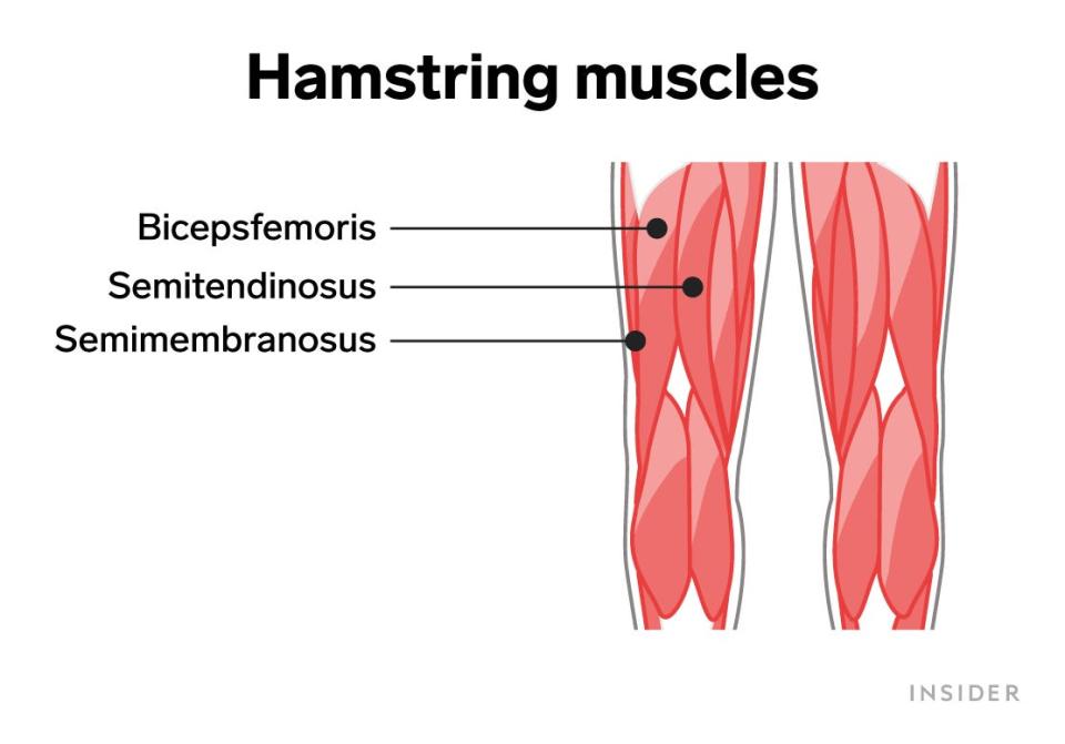 hamstring muscles