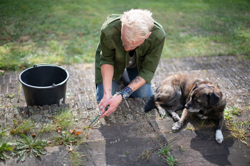 Get rid of weeds on your patio using three readily available household items