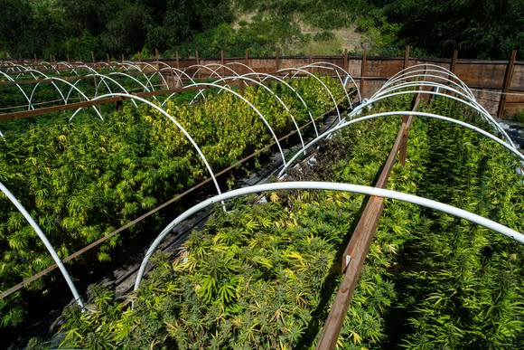 An outdoor commercial cannabis grow farm.