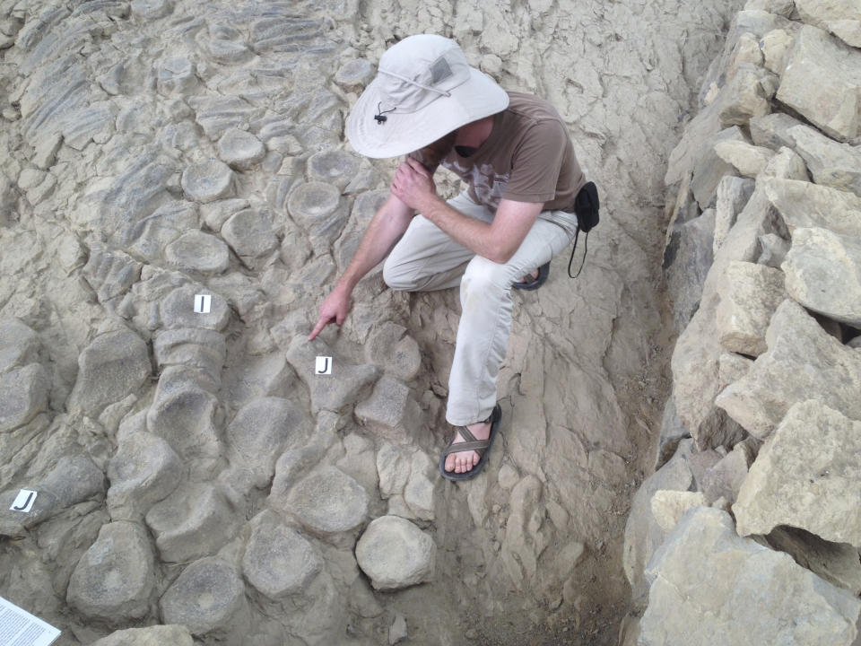 This photo provided by Neil Kelley shows a researcher next to an ichthyosaur skeleton at Nevada's Berlin-Ichthyosaur State Park in 2014. (Neil Kelley/Vanderbilt University via AP)