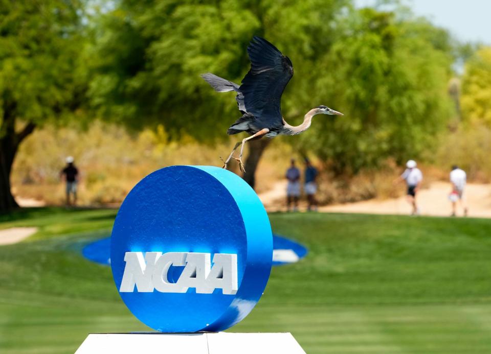 Golf Hogs tuvo un buen comienzo en el desierto en el Campeonato de la NCAA