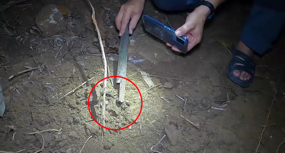 A red circle around where the snake is hidden in the dirt. A man can be seen squatting and filming with his phone and holding a stick.