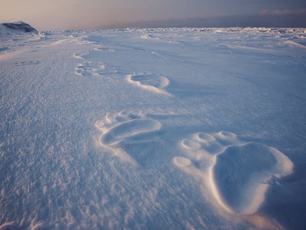 Huge footprints reveal a polar bear's path on Svalbard. Fur grows even on the bottom of a bear's paws, protecting against cold and providing a good grip on ice.