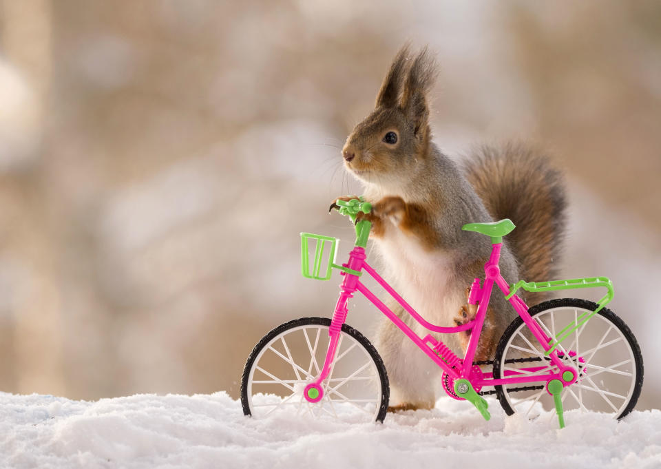 A squirrel on a toy bike