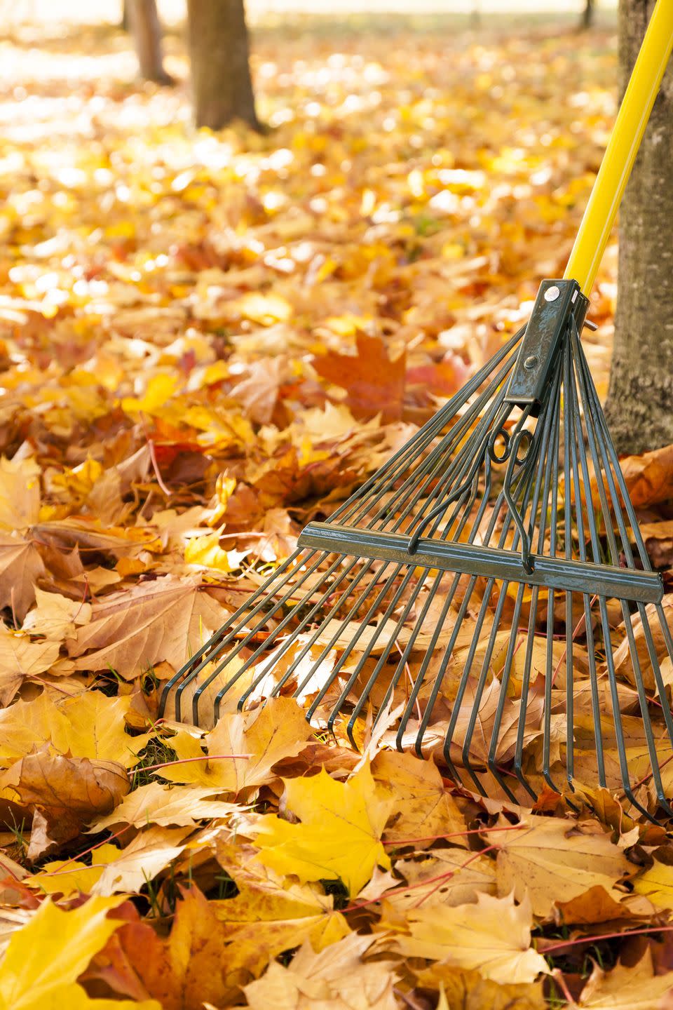 8) Get the leaves off your lawn and garden beds