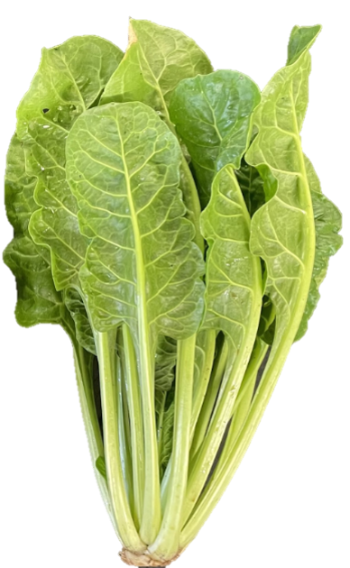 Perpetual spinach is related to Swiss chard and beets, but it is more “spinach-like” in flavor.