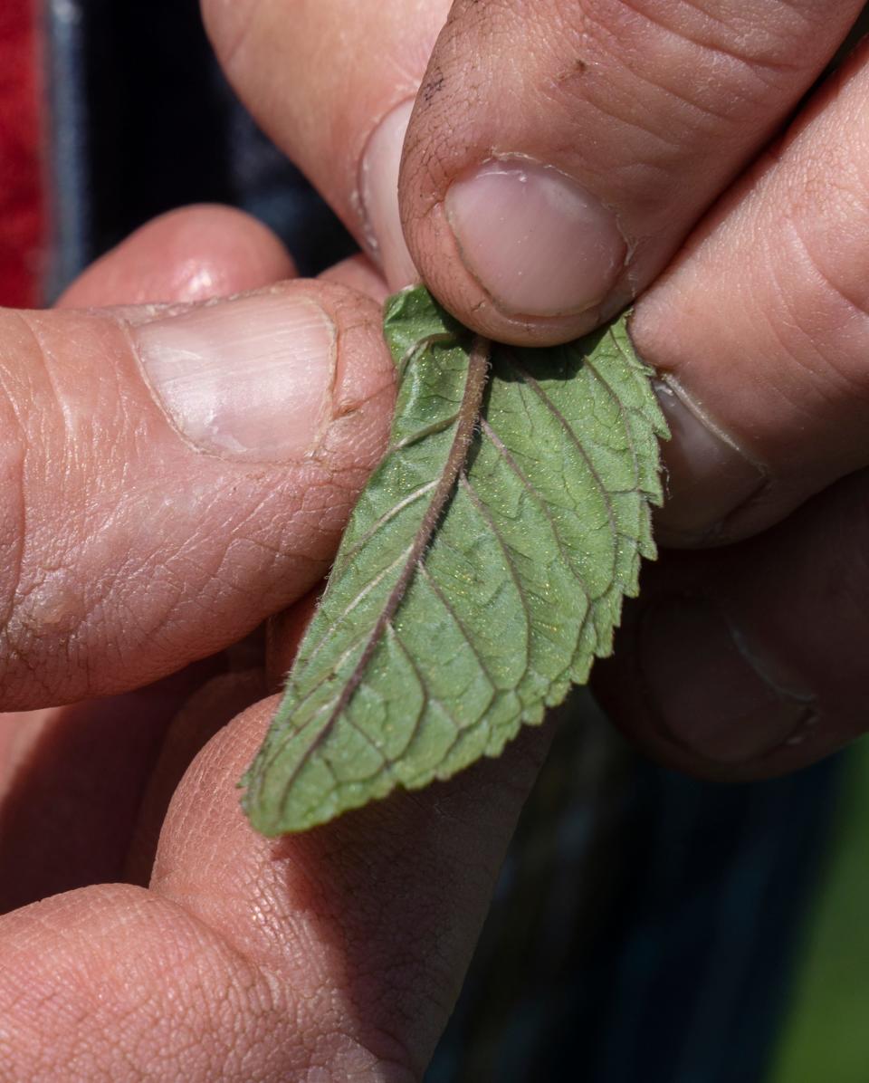 While this peppermint is about a month from harvest, small beads of oil can already be seen on the underside of a leaf, held by mint farmer Randy Matthys, in South Bend, Thursday, June 2, 2022. This oil is the desired product of the harvesting process. 