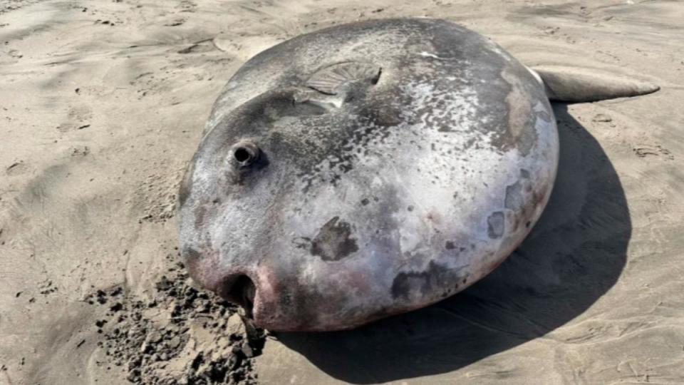 俄勒岡州西北部的吉爾哈特海灘（Gearhart Beach）出現蒙面翻車魚（Mola tecta）。（圖／翻攝自Seaside Aquarium）