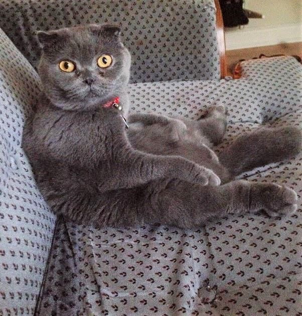 Chairman Mao likes to sit like a person (Mia Santos)