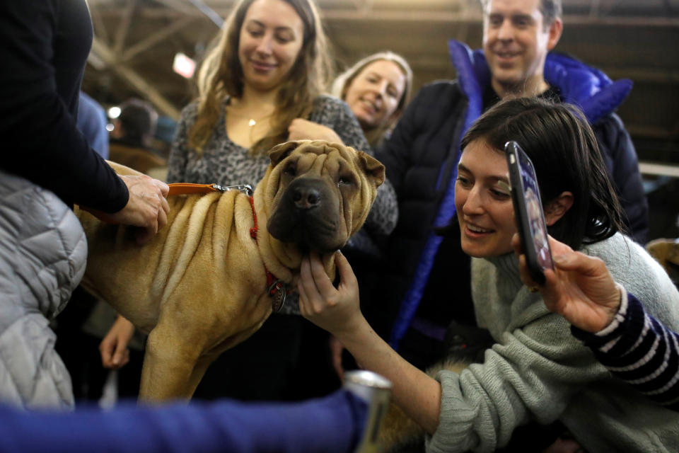 Nala, a Chinese shar-pei, is greeted during the AKC Meet the Breeds event ahead of the 143rd Westminster Kennel Club Dog Show in New York, Feb. 9, 2019. (Photo: Andrew Kelly/Reuters)