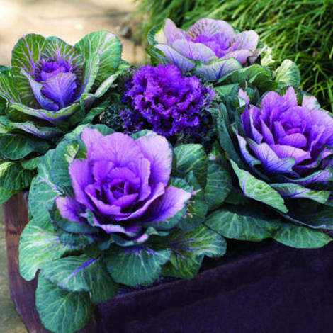 Showy cabbage relatives