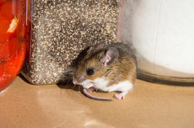 Buyer beware: Mouse traps used outdoors often injure other wildlife