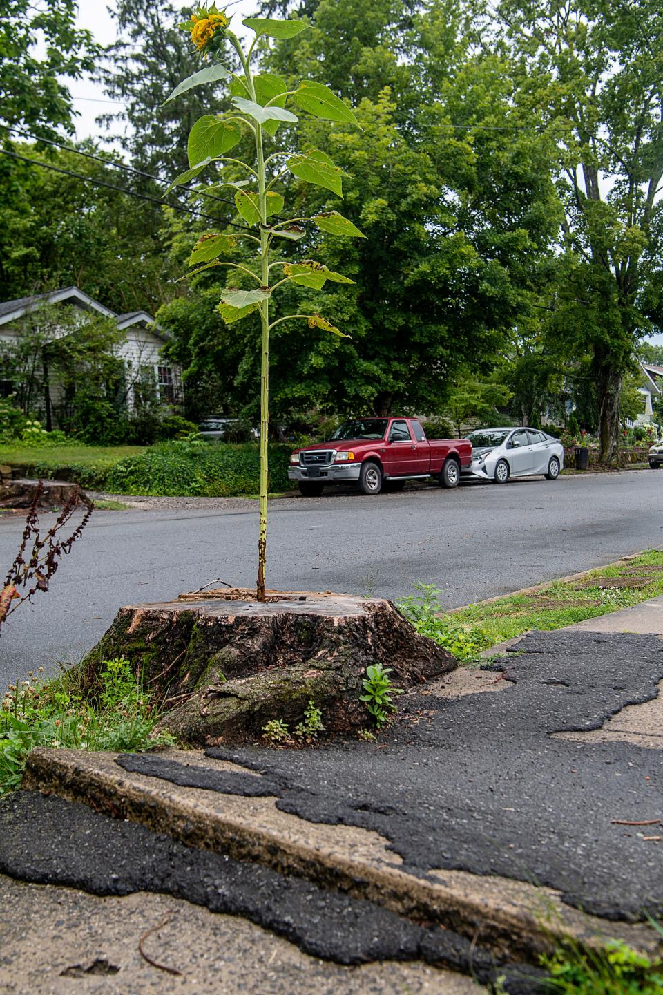 A sunflower grows in a stump on Vermont Ave. in Asheville, next to a damaged portion of sidewalk July 20, 2023.