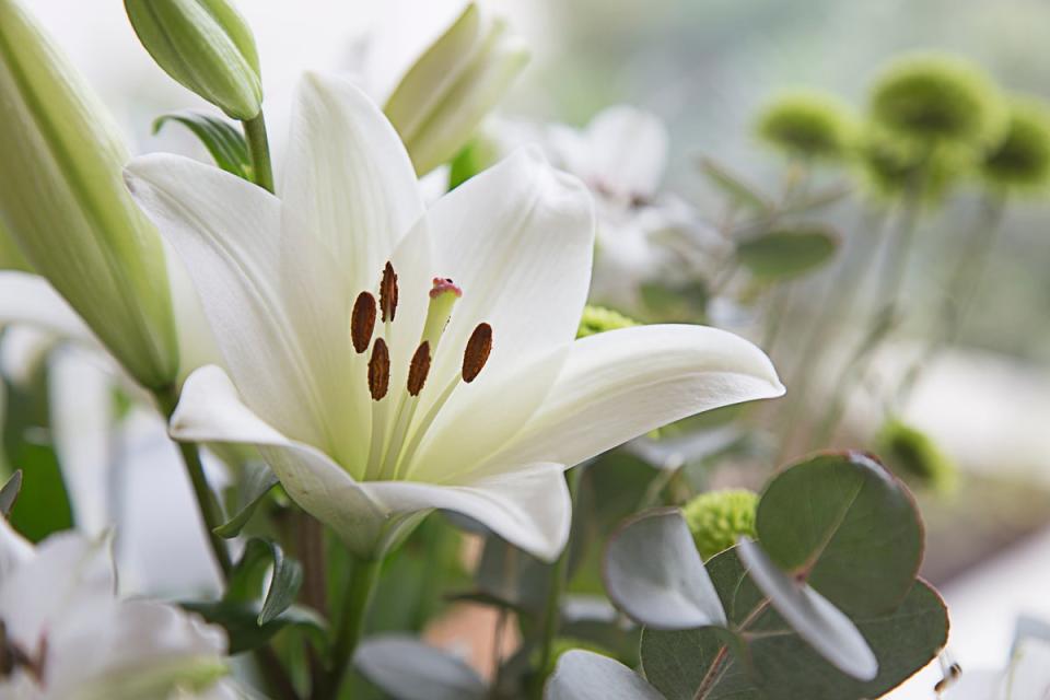 Up close photograph of a St Joseph's Lily (Lilium formosanum) (Getty Images/iStockphoto)