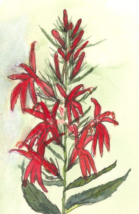 Cardinal flower