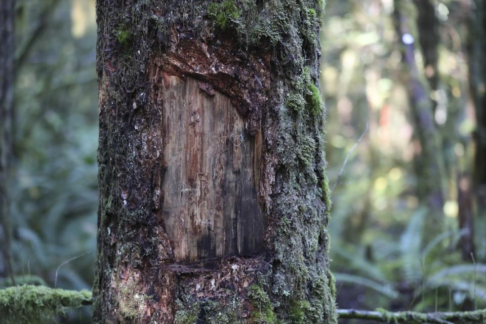 A section of a Douglas fir tree with the bark removed by scientists to examine insect damage that led to the tree's death following heat stress in the Willamette National Forest, Ore., Friday, Oct. 27, 2023. Firmageddon and Douglas fir die-offs have been linked to a combination of drought weakening trees and insect pests moving in for the kill. (AP Photo/Amanda Loman)