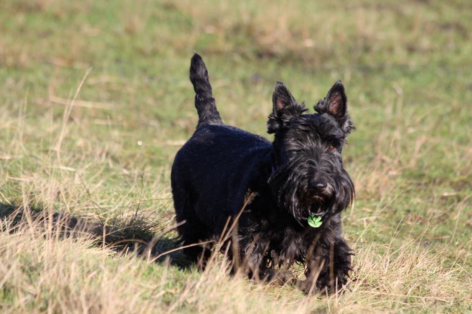 The small and distinctive dog recorded just 406 puppy births in 2023