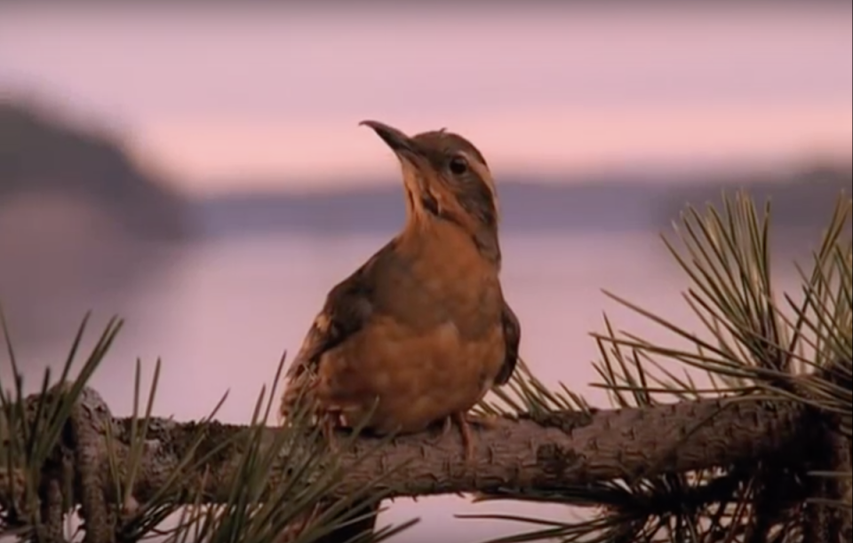 The bird from Twin Peaks' opening credits.