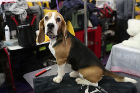 Tracer, a Beagle breed, sits during the 143rd Westminster Kennel Club Dog Show in New York, U.S., February 11, 2019. REUTERS/Shannon Stapleton