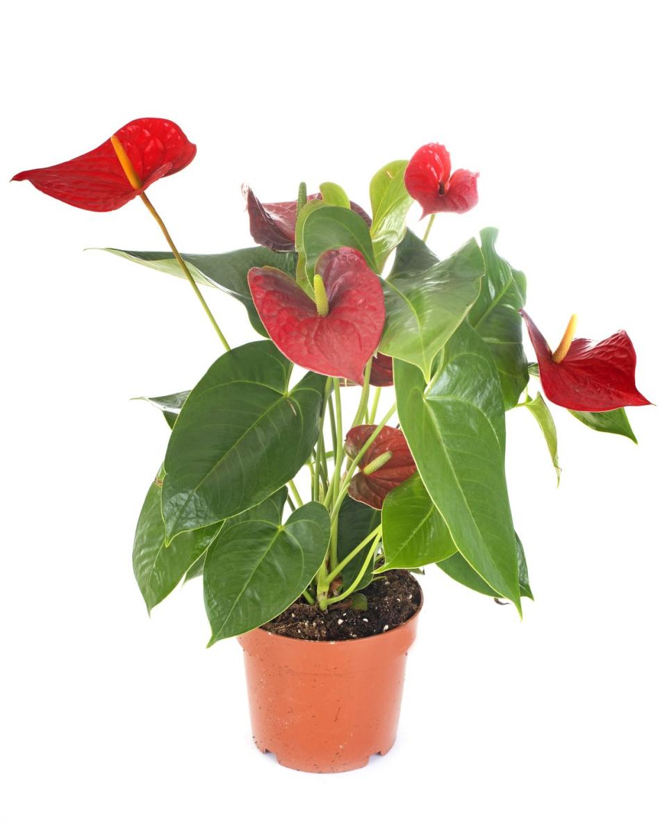 anthurium plant