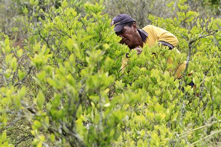 Colombian farmer Angel Escue works in a coca plantation close to Toribio February 5, 2014. REUTERS/Jaime Saldarriaga