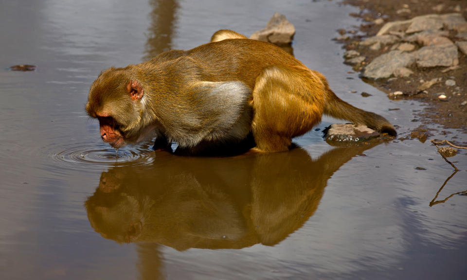 A monkey drinks from a puddle