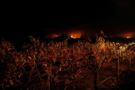 Vines are seen at a vineyard during the Nuns Fire in Kenwood, California, U.S., October 10, 2017. REUTERS/Stephen Lam