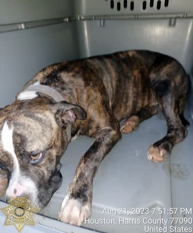 <p>Constable Alan Rosen's Harris County PCT 1</p> Houston dog stranded on balcony after their rescue