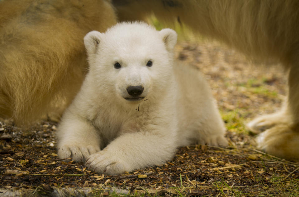 The unnamed cub took its first steps in public this week (Picture: SWNS)