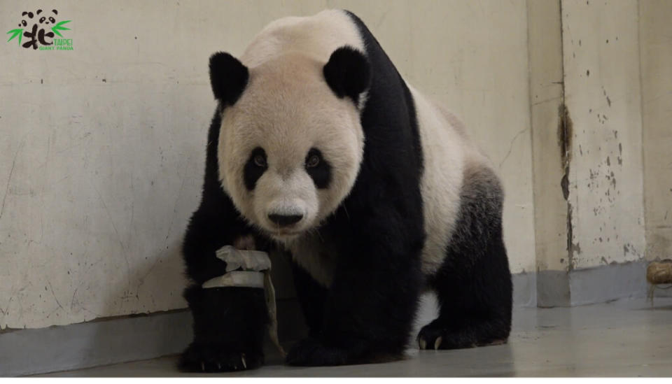 大貓熊「團團」癲癇病況難控，台北市立動物園19日決定讓「團團」在麻醉中沉睡、別再痛苦了。（圖取自facebook.com/TaipeiZoo）