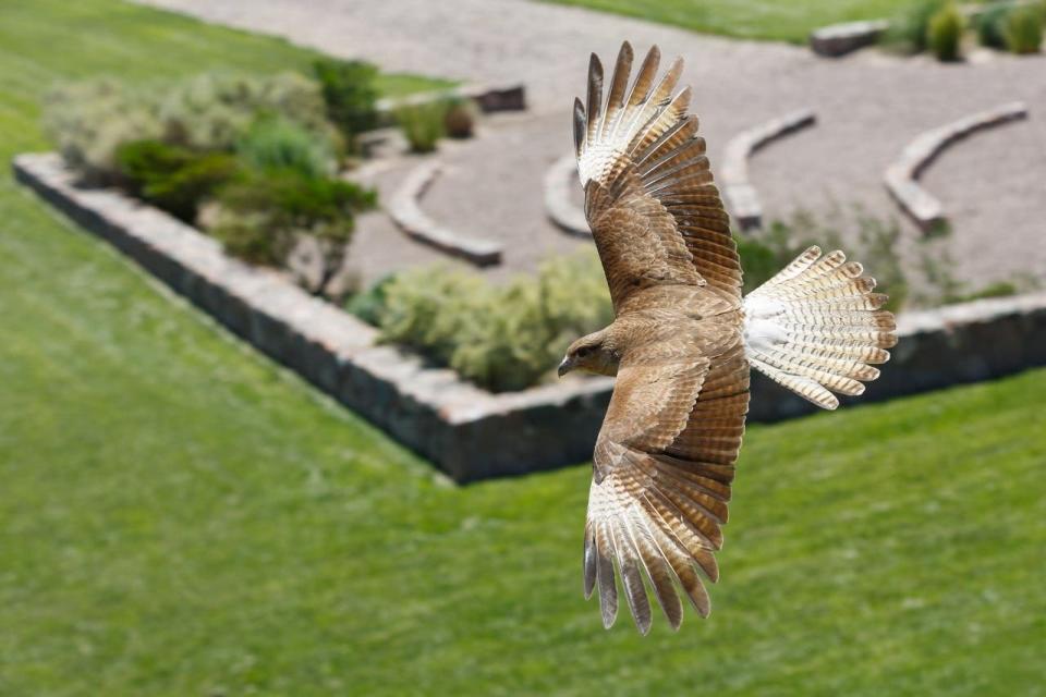 Se invita a la población argentina a tomar registros de vida silvestre con sus cámaras, celulares y dispositivos contribuyendo a una base de datos de biodiversidad.