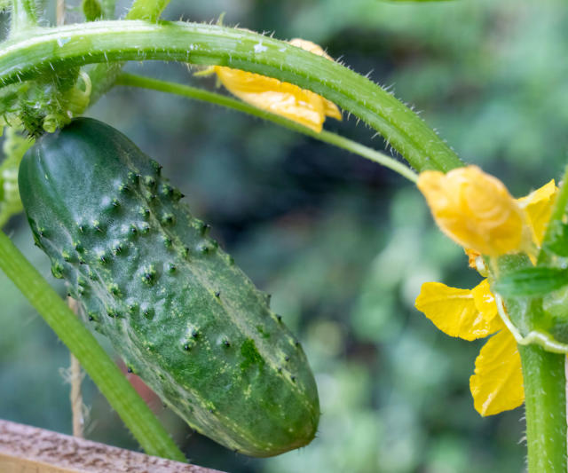 7 Reasons Your Cucumbers Are Yellow (and How to Fix It)