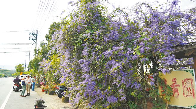 台南市玉井區錫葉藤進入盛開期，紫色花團織成如畫美景，浪漫度破表。（寶智華攝）