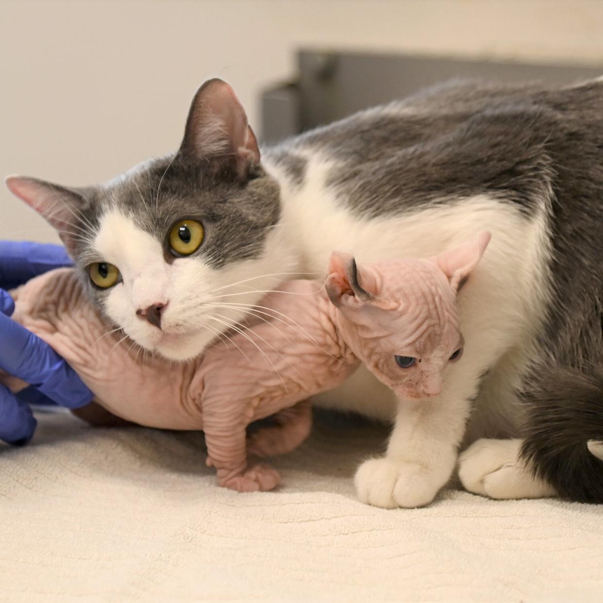 Cat that 'adopted' another abandoned cat