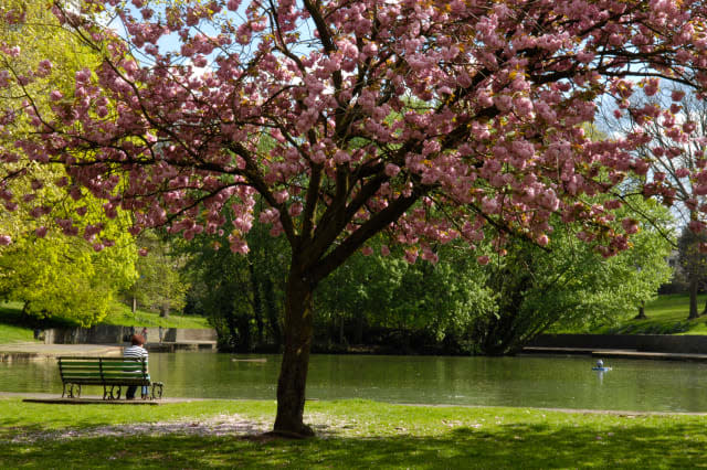 Relaxing by a lake, by a blossom tree, Bristol, Avon Uk