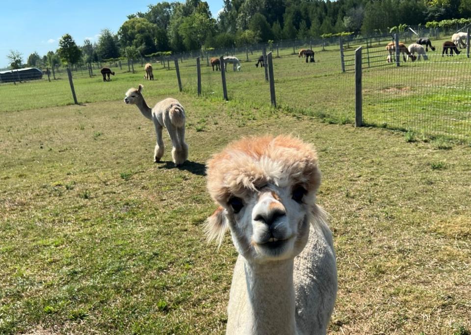 Forget-Me-Not Alpacas is a fun family spot in Beaverton, Ontario. JIM BYERS PHOTO.