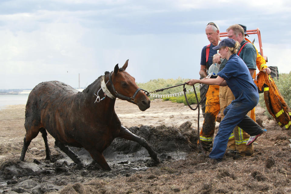 Trapped horse