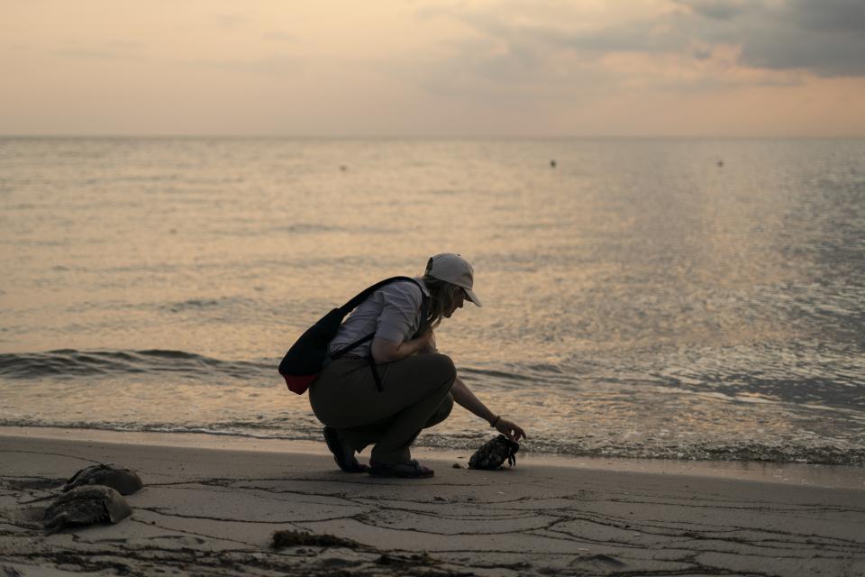 Susan Linder, a horseshoe crab egg density team leader with the Horseshoe Crab Recovery Coalition Horseshoe Crabs helps a stranded crab at Reeds Beach in Cape May Court House, N.J., Tuesday, June 13, 2023. The biomedical industry is adopting new standards to protect a primordial sea animal that is a linchpin of the production of vital medicines. (AP Photo/Matt Rourke)