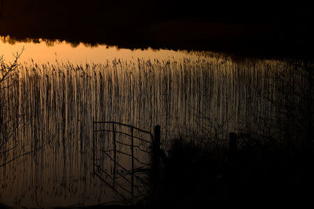 Grass reflected in Lattone Lough which is split by the border seen from near Ballinacor, Northern Ireland, February 20, 2018. REUTERS/Clodagh Kilcoyne