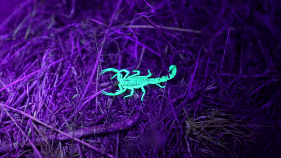 A small scorpion on a piece of dirt land glowing green under a purple UV light.