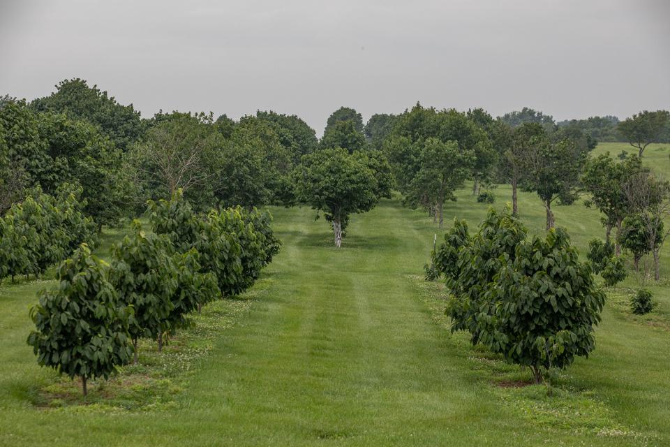 Pawpaw trees grow at KSU's Harold R. Benson Research & Demonstration Farm in Frankfort, Ky. Kentucky State University runs the only full-time pawpaw research program in the world as part of the KSU Land Grant Program. July 17, 2023