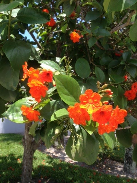 The Florida native geiger tree produces orange tubular flowers in the spring and summer.