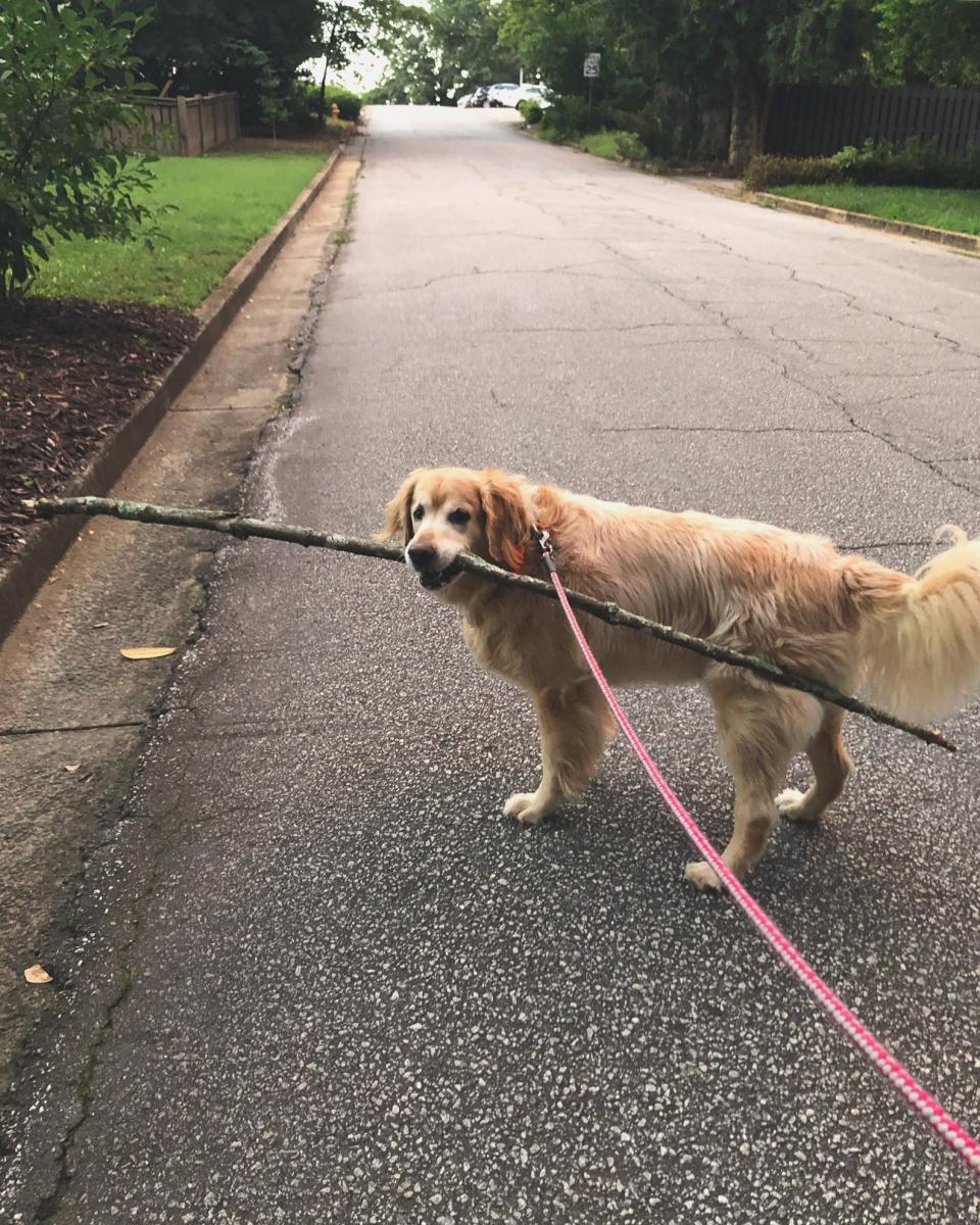 Charlie takes a walk with a giant stick in his mouth. (Courtesy of Sallie Gregory Hammett)