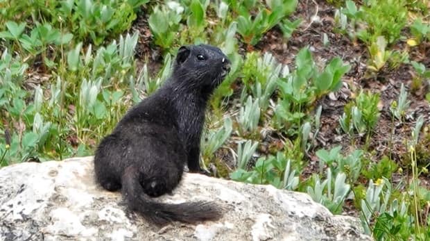 Calgary naturalist Brian Keating spotted this young black Columbian ground squirrel while hiking up in the Sunshine Meadows on Friday, July 23. (Brian Keating - image credit)