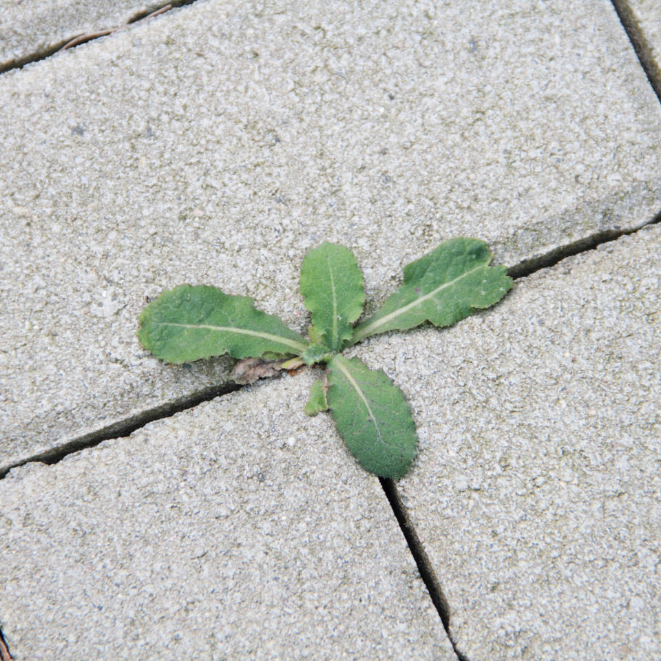 Weeds in between patio slabs