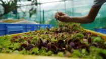 Founder of SG Venus Flytrap Darren Ng uses tweezers to feed a dead fly to a Venus flytrap at a greenhouse in Singapore