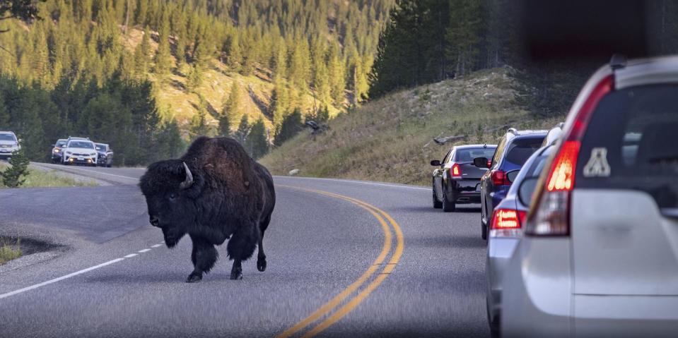 a bison roams through traffic in yellowstone national park