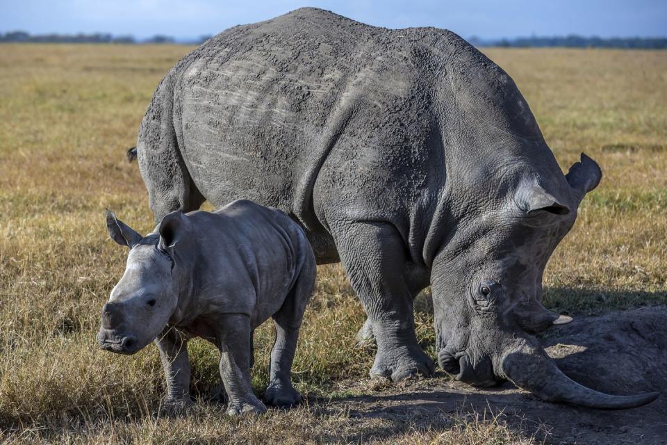 <p>You read that right—a full rhino pregnancy lasts <a href="https://intlrhinofoundation.wordpress.com/2018/04/11/25-things-you-might-not-know-about-rhinos/" rel="nofollow noopener" target="_blank" data-ylk="slk:more than a year-and-a-half;elm:context_link;itc:0;sec:content-canvas" class="link ">more than a year-and-a-half</a>. Rhinos only give birth to one calf a year, and baby rhinos rarely meet their fathers. Once female and male rhinos mate, they go their separate ways, and female rhinos raise their young.</p>