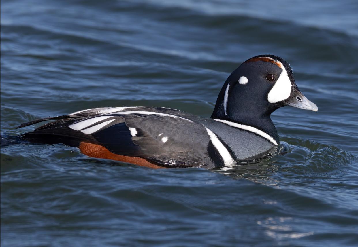 Harlequin ducks, rare in Ohio, grace the cover of the new Annotated Checklist of the Birds of Ohio.